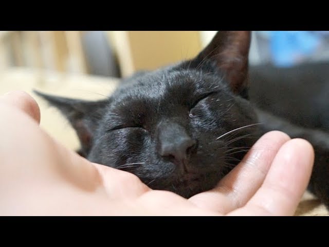 黒猫の顎の下を撫で続けるとこうなります。