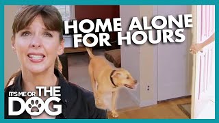 Leaving Your Dog Alone In The House | It's Me Or The Dog