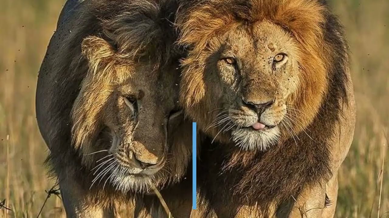 notch y light los reyes del mara