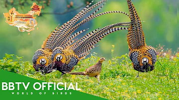 Birds Of China | Most Beautiful Birds in China You’ve Never Seen Before | BBTV Official