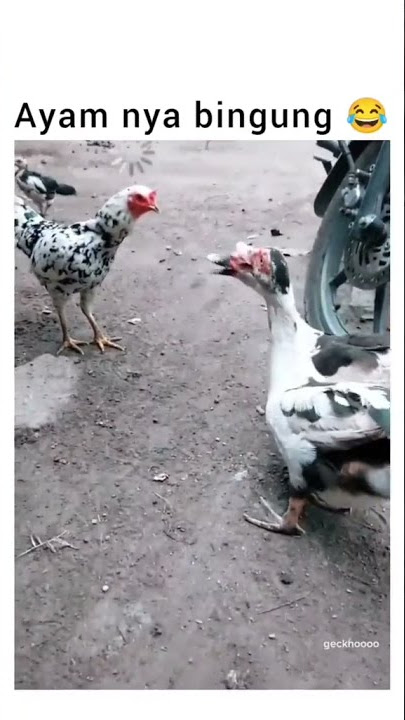 Ayamnya bingung 🤣🤣