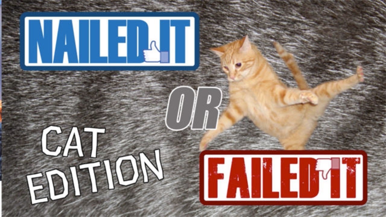 Nailed it! Four ways to stop your cat from scratching indoors