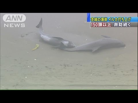 海岸にイルカ150頭超打ち上げられる　茨城・鉾田市(15/04/10)