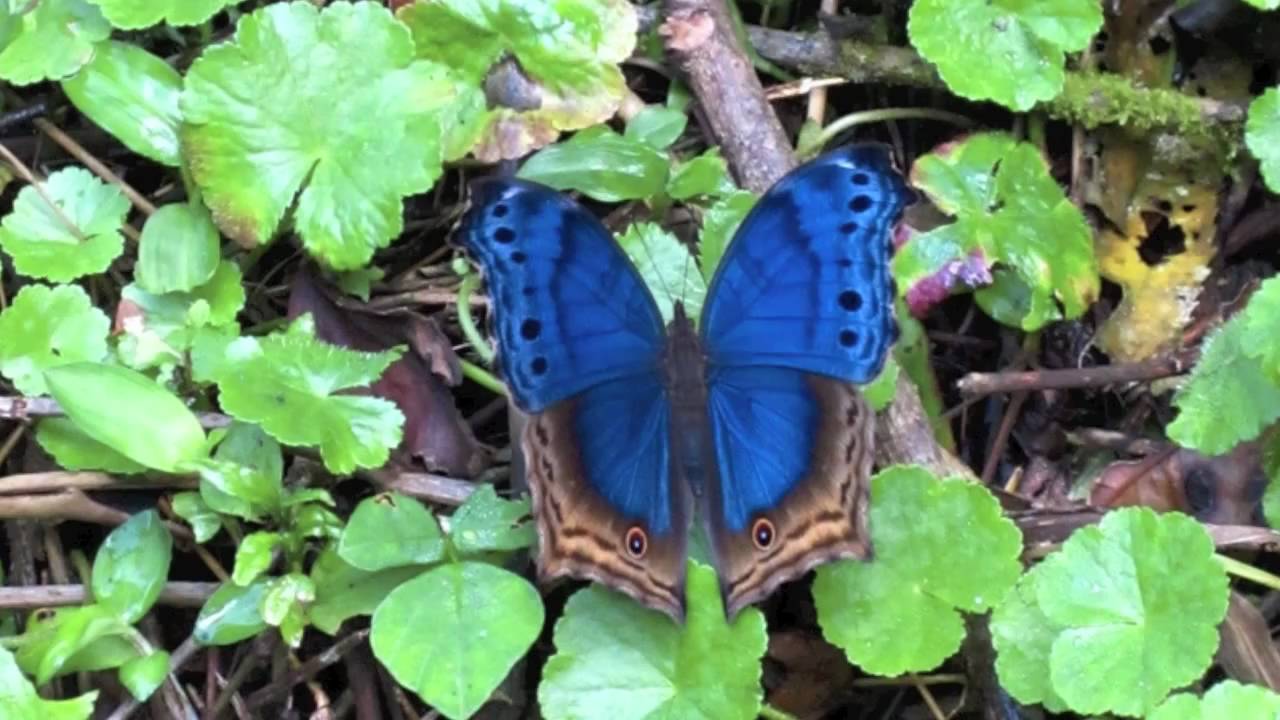 African Butterfly Hairclips, Canada - Home | Facebook