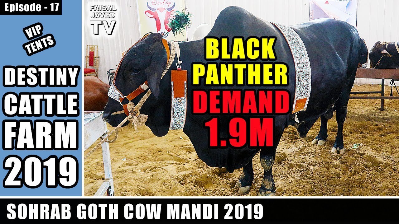 DESTINY CATTLE FARM COW MANDI SOHRAB GOTH 2019 KARACHI VIP Tents