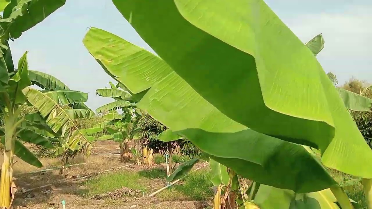 (((ขายแล้วครับ)))10 ไร่สวนทุเรียน 100ขายไร่ละ 320,000 บาทสมใจโทร 0980075266-+0613215668