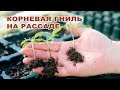 КОРНЕВЫЕ ГНИЛИ НА РАССАДЕ