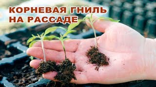 КОРНЕВЫЕ ГНИЛИ НА РАССАДЕ