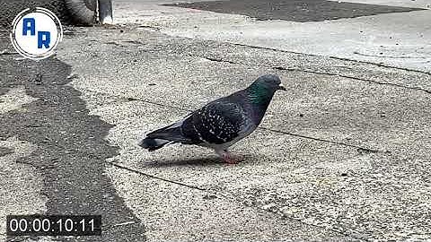 Pigeon Walk Cycle (Slowed 50%) ~ Animation Reference