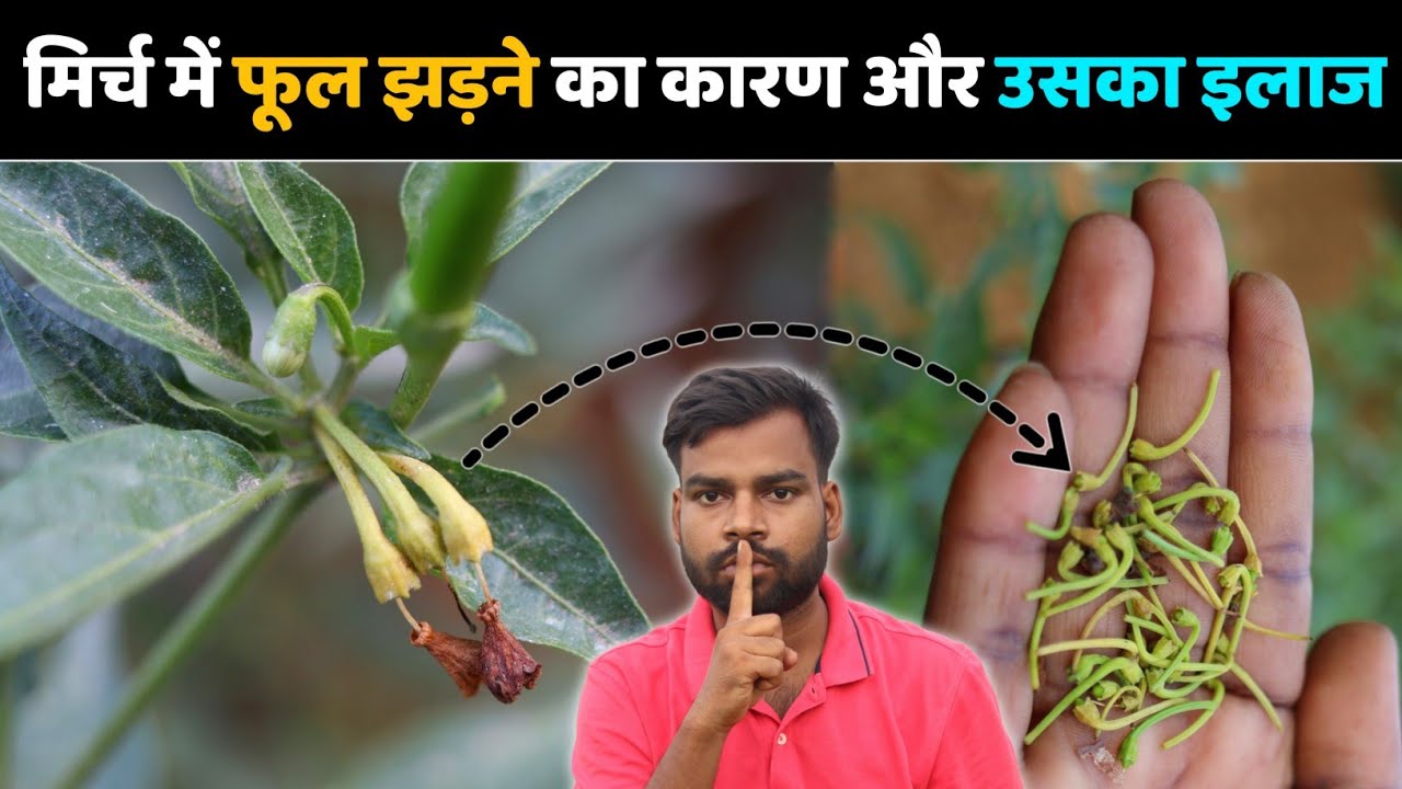 मिर्च में फूल झड़ने की समस्या और उसका चुटकियों में इलाज | chilli flower drop control