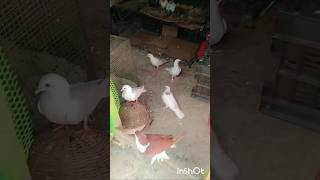 pigeon shooting video. #pigeonshorts #shorts