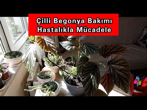 Video: Begonya Hastalıkları: Bir Bitki Nasıl Kurtarılır? Kapalı Begonya Solmuşsa Ve çiçek Açmazsa Ne Yapmalı? Donmuş Bir Ev Bitkisi Nasıl Canlandırılır?