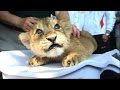 Lion cubs  a cute and funny big cats compilation  new