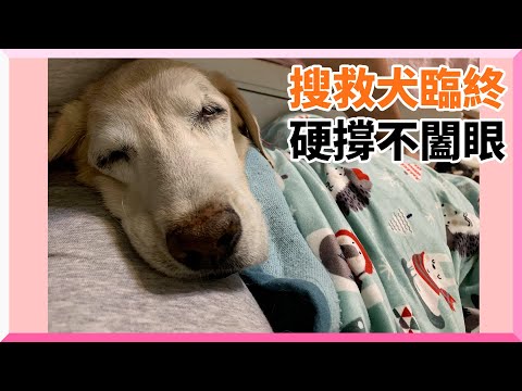 搜救犬臨終前硬撐不闔眼 不願家人見牠離開｜寵物｜老狗｜靈性｜Lucy