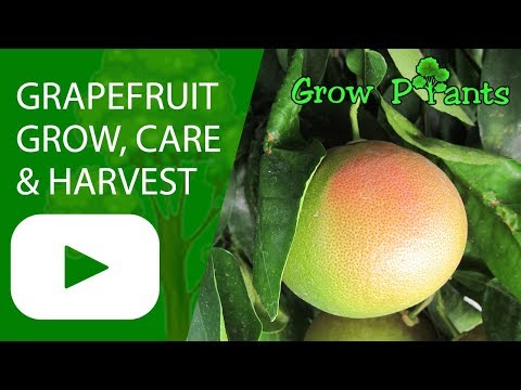 Grapefruit tree - grow, harvest and eat