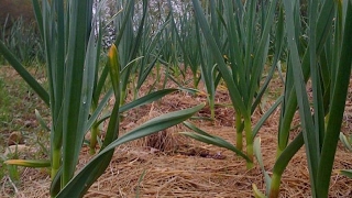 The importance of monitoring plant garlic