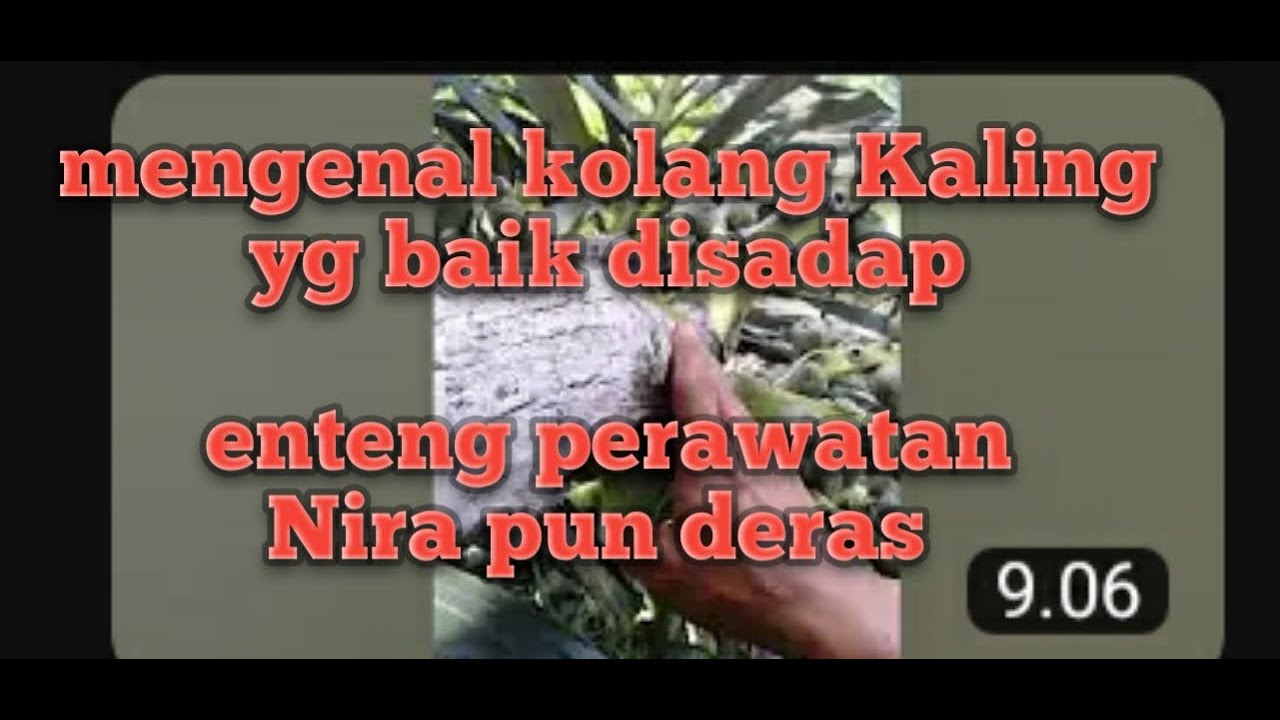 MENGENAL JENIS KOLKAN YG BAIK .Manggar kolang Kaling yang mudah disadap mengeluarkan air Nira aren