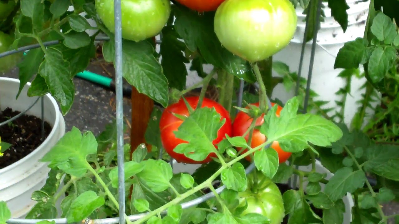 PlantProfile : Celebrity Tomato - YouTube