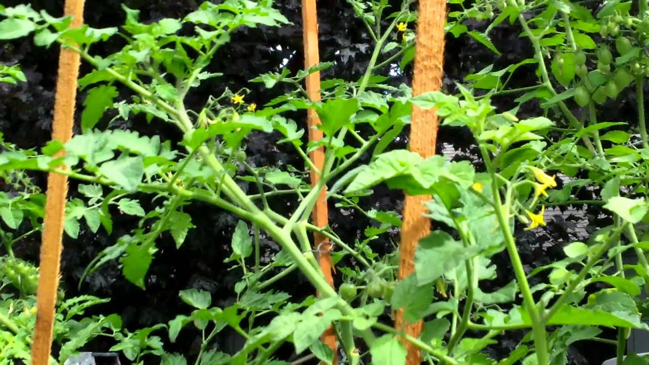 PlantProfile : Celebrity Tomato - YouTube