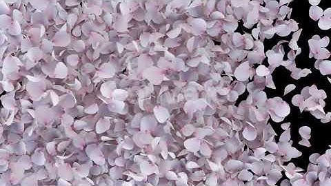 Cherry Blossom Transition on Alpha Channel 4K - Motion Graphics