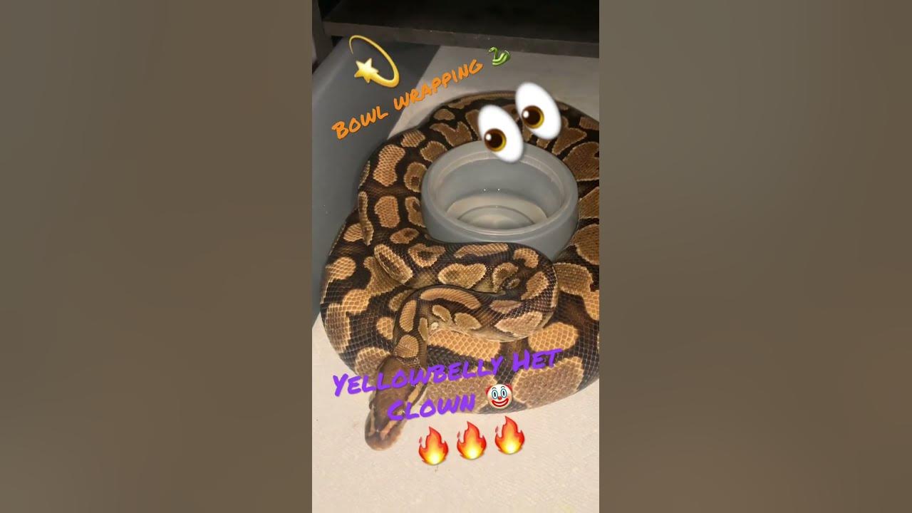 Yellowbelly Het Clown Ball Python Bowl Wrapping 🤞🏼🤞🏼 #ballpython # ...