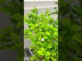 Mogra plant care tips #garden #gardening #gardeningideas #plants #mogra #fertilizer #jasmine #shorts