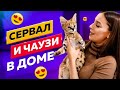 УРА! СЕРВАЛ И ЧАУЗИ В НОВОМ ДОМЕ! | HOORAY! SERVAL AND CHAUSIE IN A NEW HOUSE!