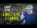 Episode 34: A Whale Is Not A Flamingo