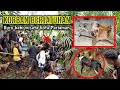 TRAGIS❗SERANGAN BALIK BABI HUTAN GUGURKAN TIGA EKOR ANJING PEMBURU | Buru Babi Wisata Kota Pariaman.