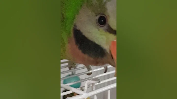 IO the nipper
