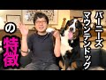 【バーニーズマウンテンドッグの特徴】 超大型犬のバーニーズってどんな犬?飼育する上での大変な面もお伝えします!
