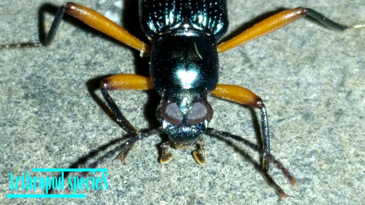 Insect Species Darkling Beetle Redlegged Darkling Beetle