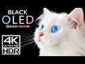 OLED Deep Black 4K HDR Dolby Vision at 120fps