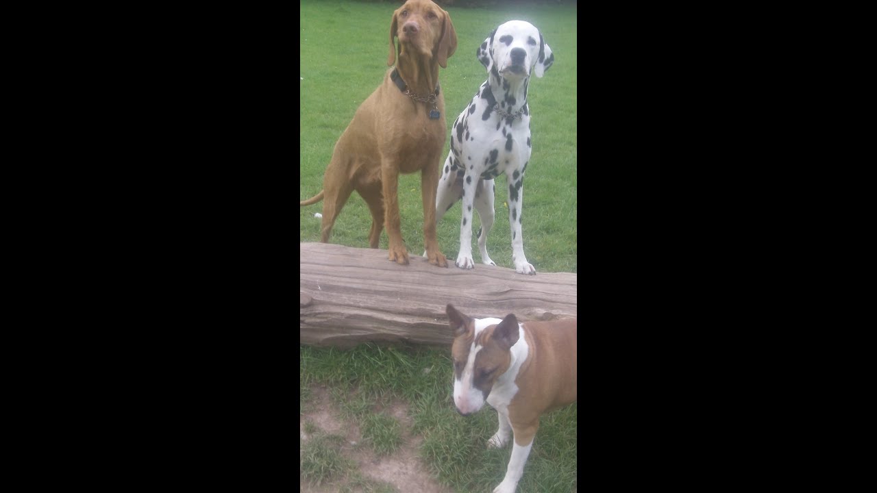 cooper-dalmation-ruby-ebt-wilson-hungarian-vizsla-youtube