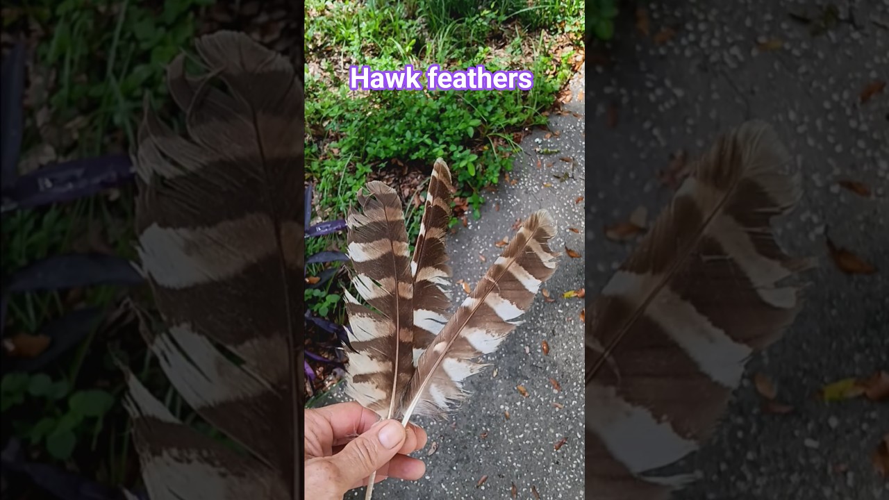 Hawk feathers are a sign that my spirit team is near me. 