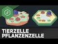 Tierzelle vs Pflanzenzelle  - REMAKE