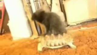 Catonturtle