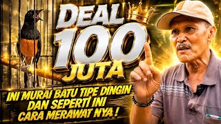 DI RAWAT DARI TROTOL , MURAI BATU INI LAKU HARGA 100 JUTA ‼️