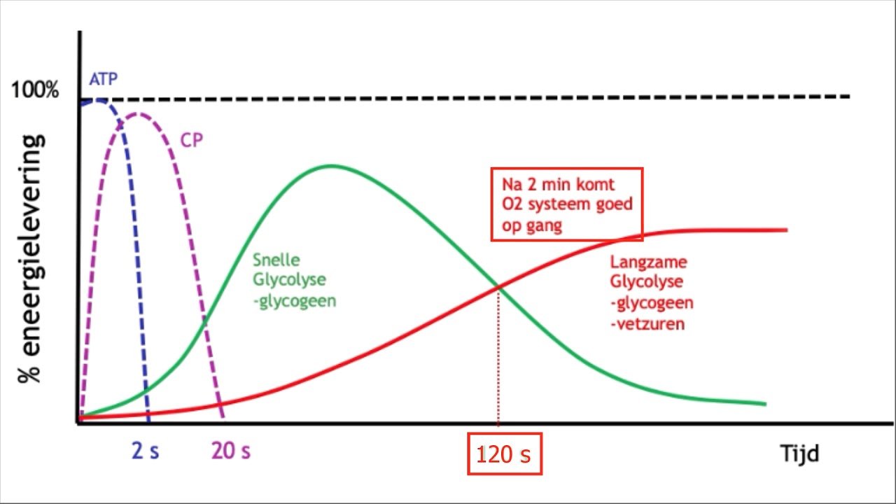 Groenland Thermisch Fluisteren Anaerobe en aerobe glycolyse?? - YouTube