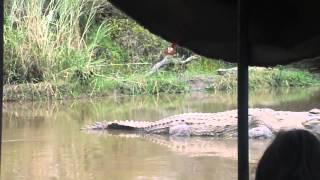 Lake Chamo, Ethiopia - Huge Crocodile