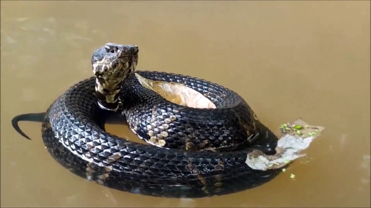 riverdale A Very Chill Cottonmouth