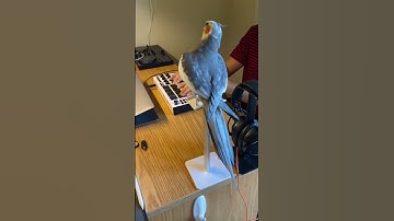 Thumbnail of Extended dibbydoo beats #parrot #cute #pet #cockatiel #bird #rappingbird