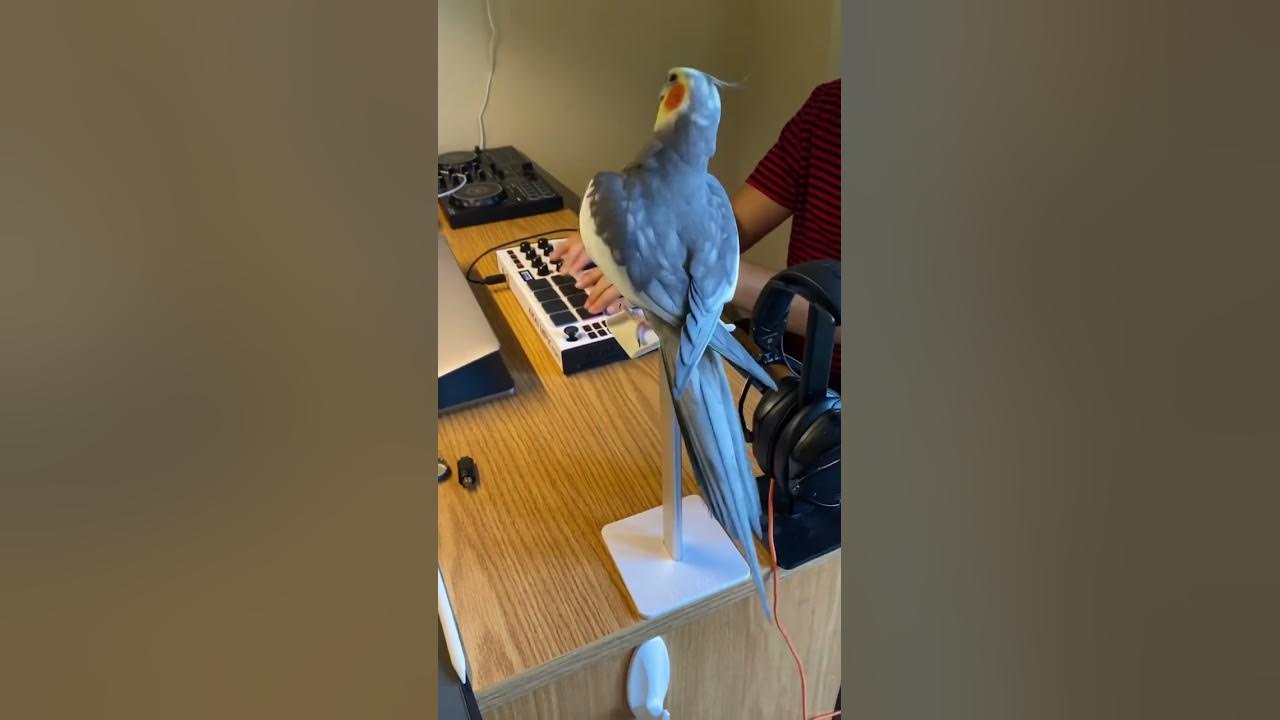 Extended dibbydoo beats #parrot #cute #pet #cockatiel #bird #rappingbird