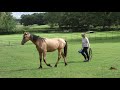 Catching an Andalusian yearling horse that doesn't want to be caught
