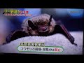 コウモリ駆除 ザ・撃退！第4弾  害虫駆除/害獣駆除 想和ホールディングス