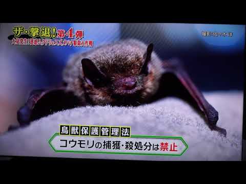 コウモリ駆除 ザ 撃退 第4弾 害虫駆除 害獣駆除 想和ホールディングス Youtube