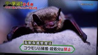 コウモリ駆除 ザ・撃退！第4弾  害虫駆除/害獣駆除 想和ホールディングス