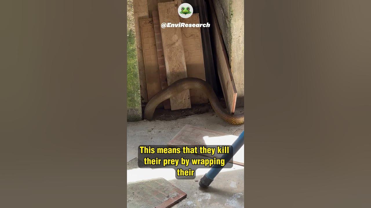 are-rat-snakes-poisonous-or-dangerous-youtube