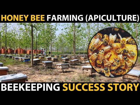 HONEY BEE FARMING (APICULTURE) | Beekeeping