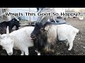 Billy The Goat In With Our Does - Carl Leaves The Farm